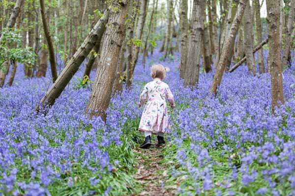 little girl walking into the bluebells at Riverhill Himalayan Gardens at her Sevenoaks family bluebell shoot