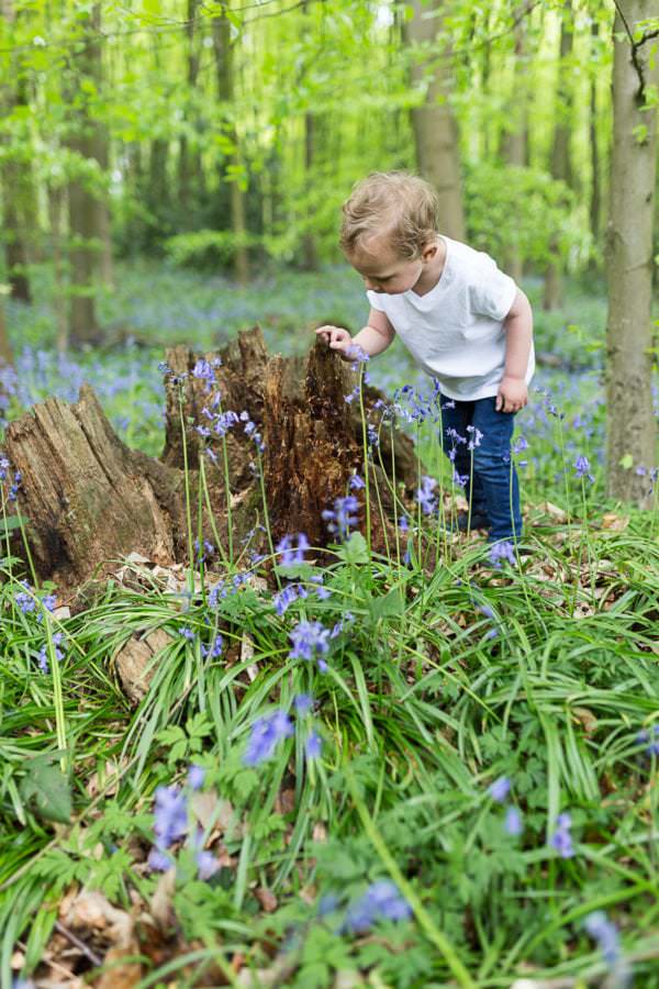 little boy looking for bugs in a tree stump in the bluebells at his Bexley family bluebell shoot
