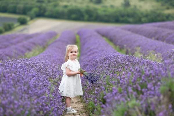 little girl holding bunch of lavender at her Kent family lavender photoshoot