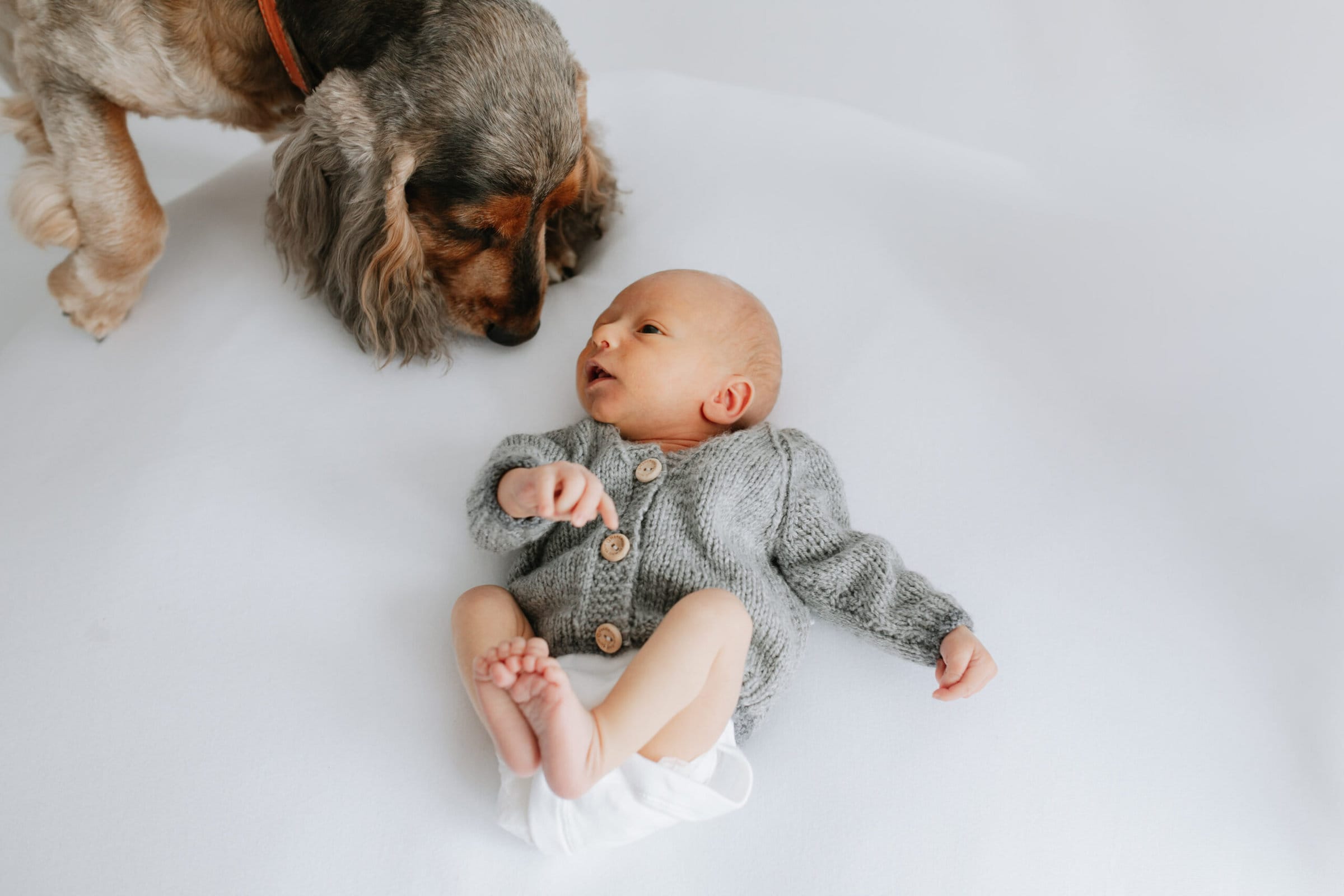 beautiful family spaniel dog with newborn baby at their kent baby photoshoot in bexley