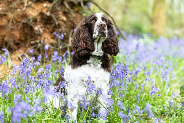 beautiful spaniel sitting among the bluebells at his family bluebell photoshoot in Sevenoaks Kent